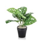 Tabletop Monstera Monkey Lava