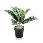Tabletop Scindapsus Lava Planter