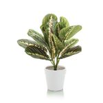 Tabletop Maranta Bush White Planter