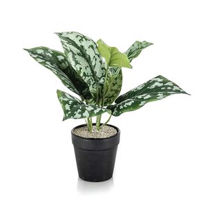 Tabletop Scindapsus White Planter