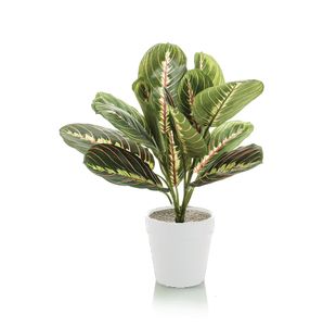 Tabletop Maranta Bush White Planter